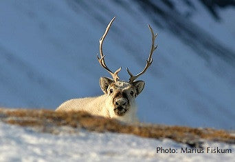Reindeer are shrinking on Svalbard