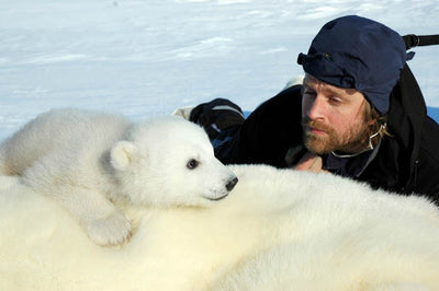 How many polar bears are in Svalbard?